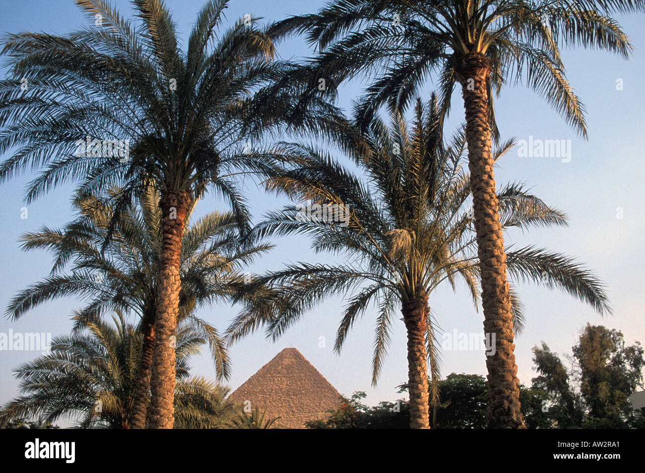 Egypt Great Pyramid framed through palm trees as if seen from desert