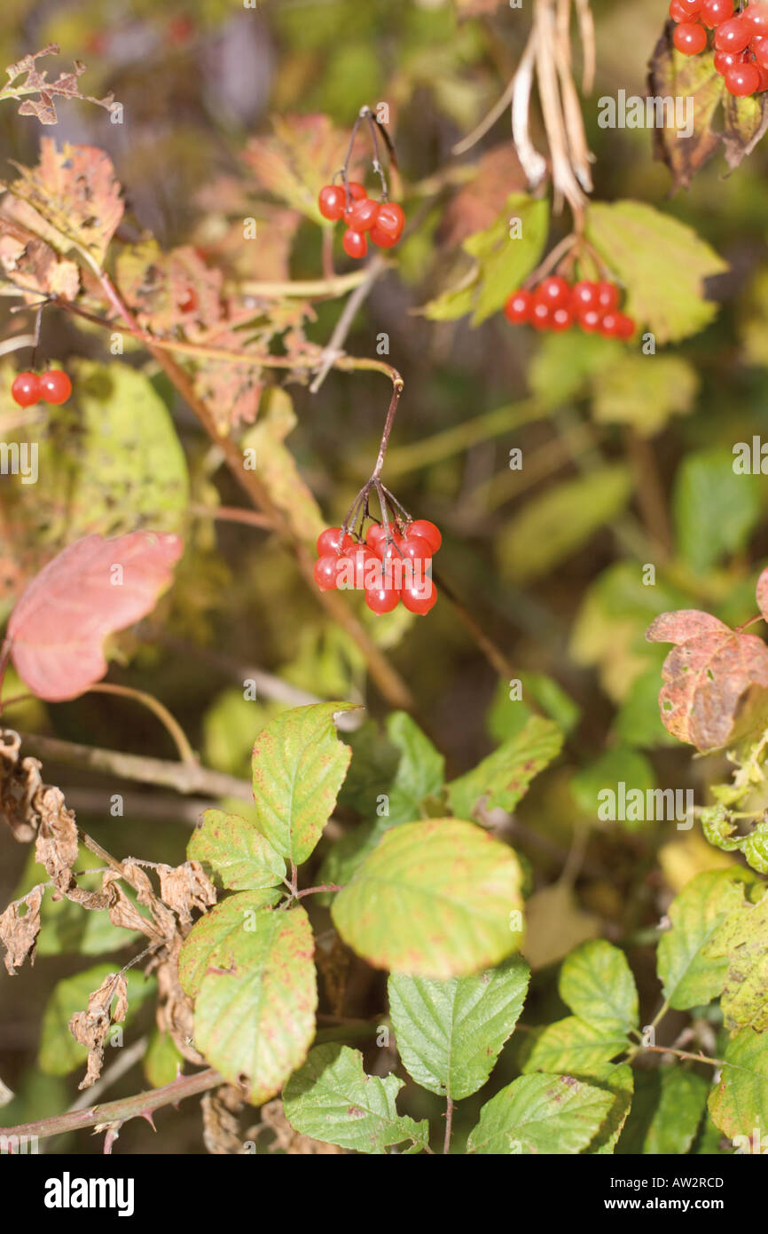 autumn colour plant leaf leaves season seasonal autumnal decay turn