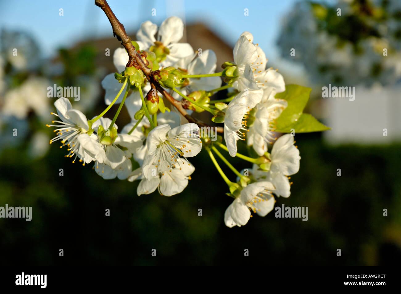 Blossoms on a sour cherry tree (prunus cerasus) against unsharp background. Stock Photo