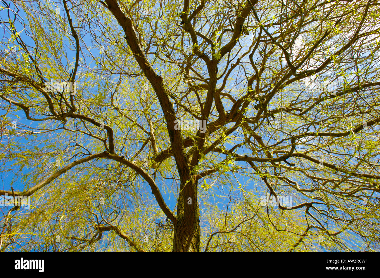 A Weeping Willow Tree against a bright blue sky Stock Photo - Alamy