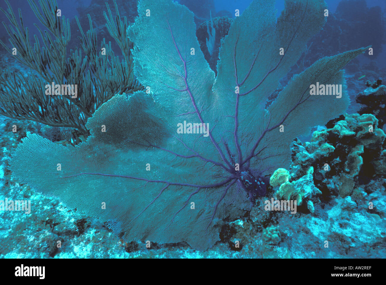 giant sea fan underwater on coral reef Stock Photo - Alamy