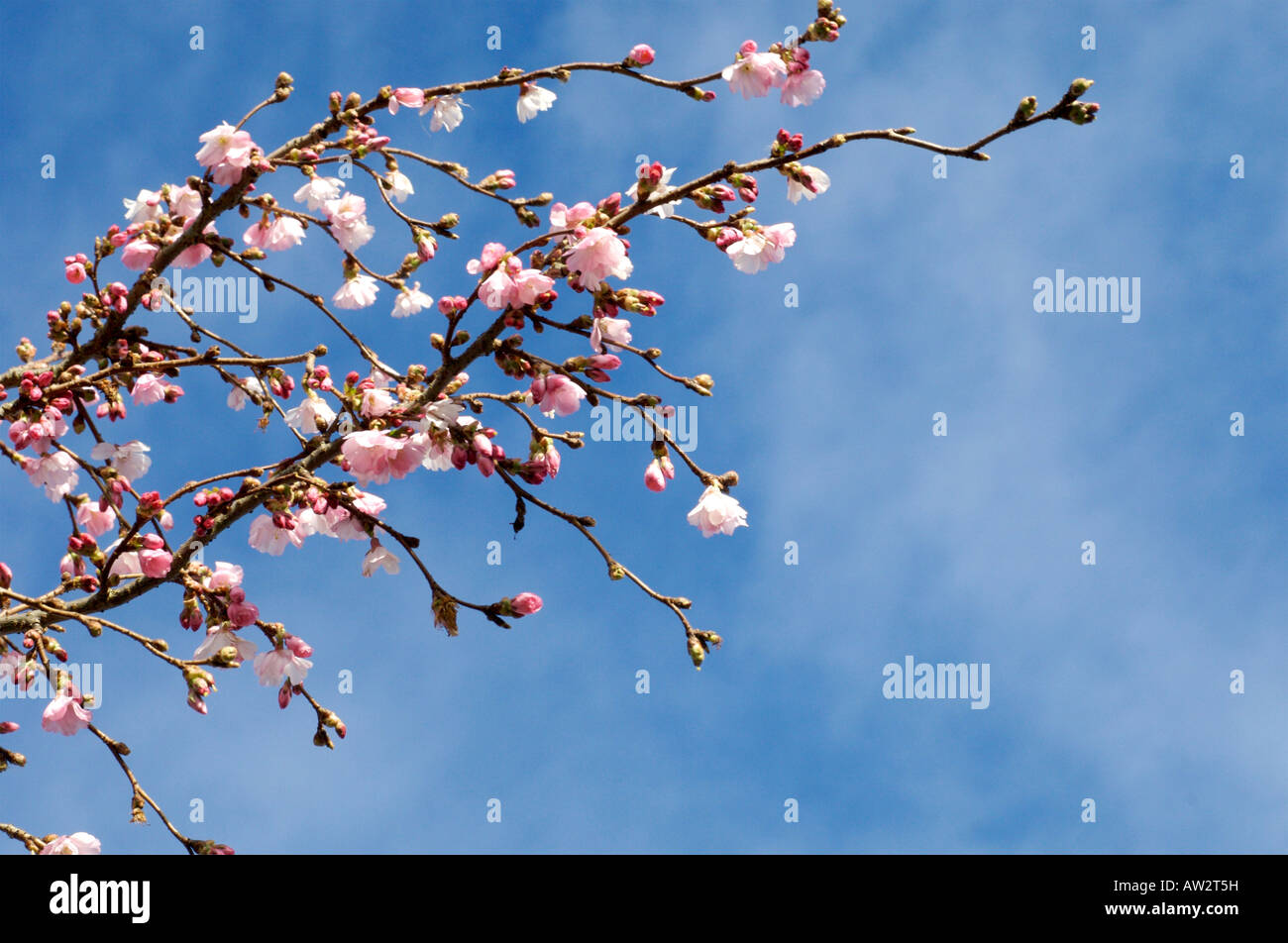 Cherry blossom spring landscape hi-res stock photography and images - Alamy