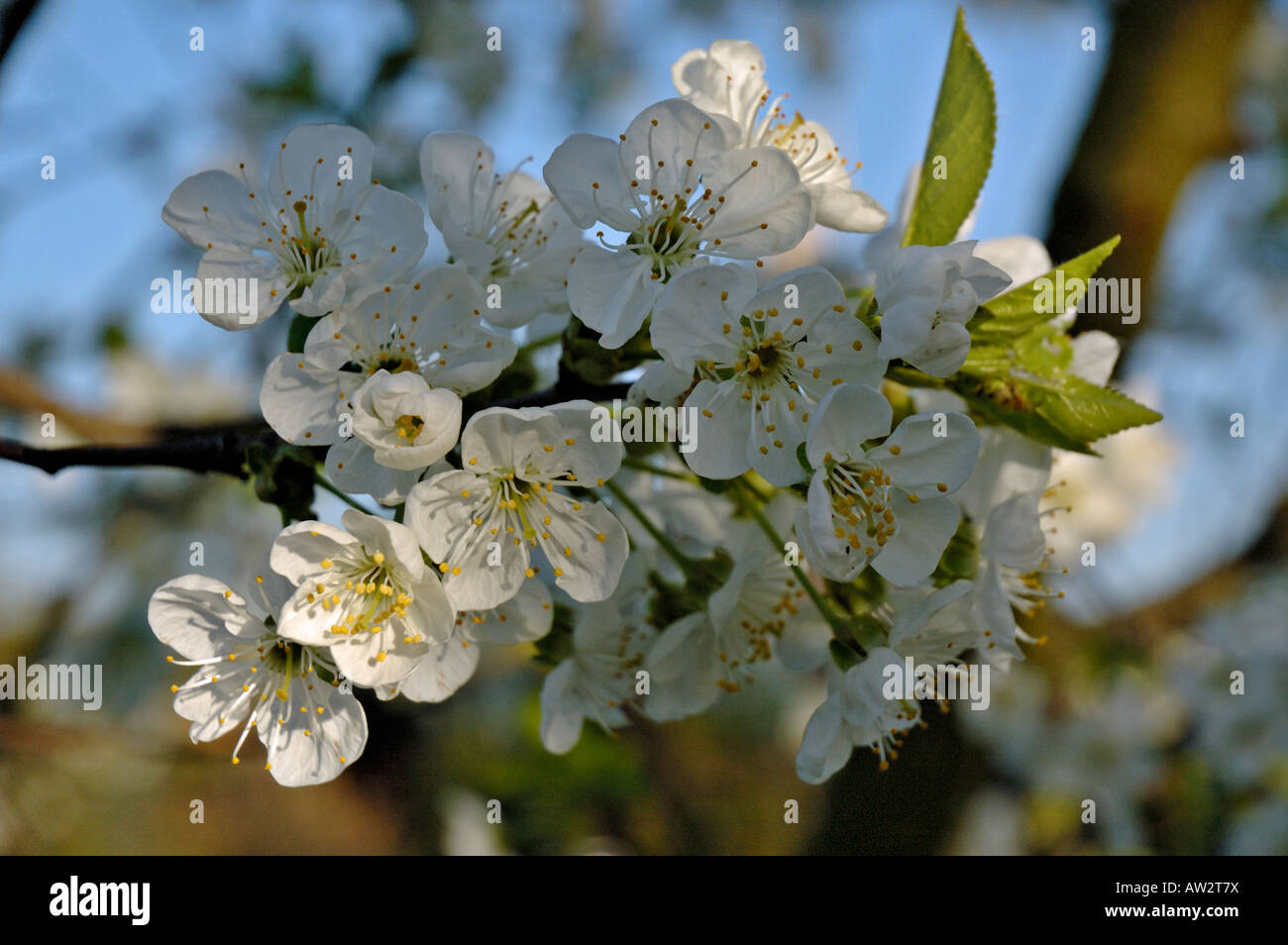 Blossoms on a sour cherry tree (prunus cerasus) against unsharp background. Stock Photo