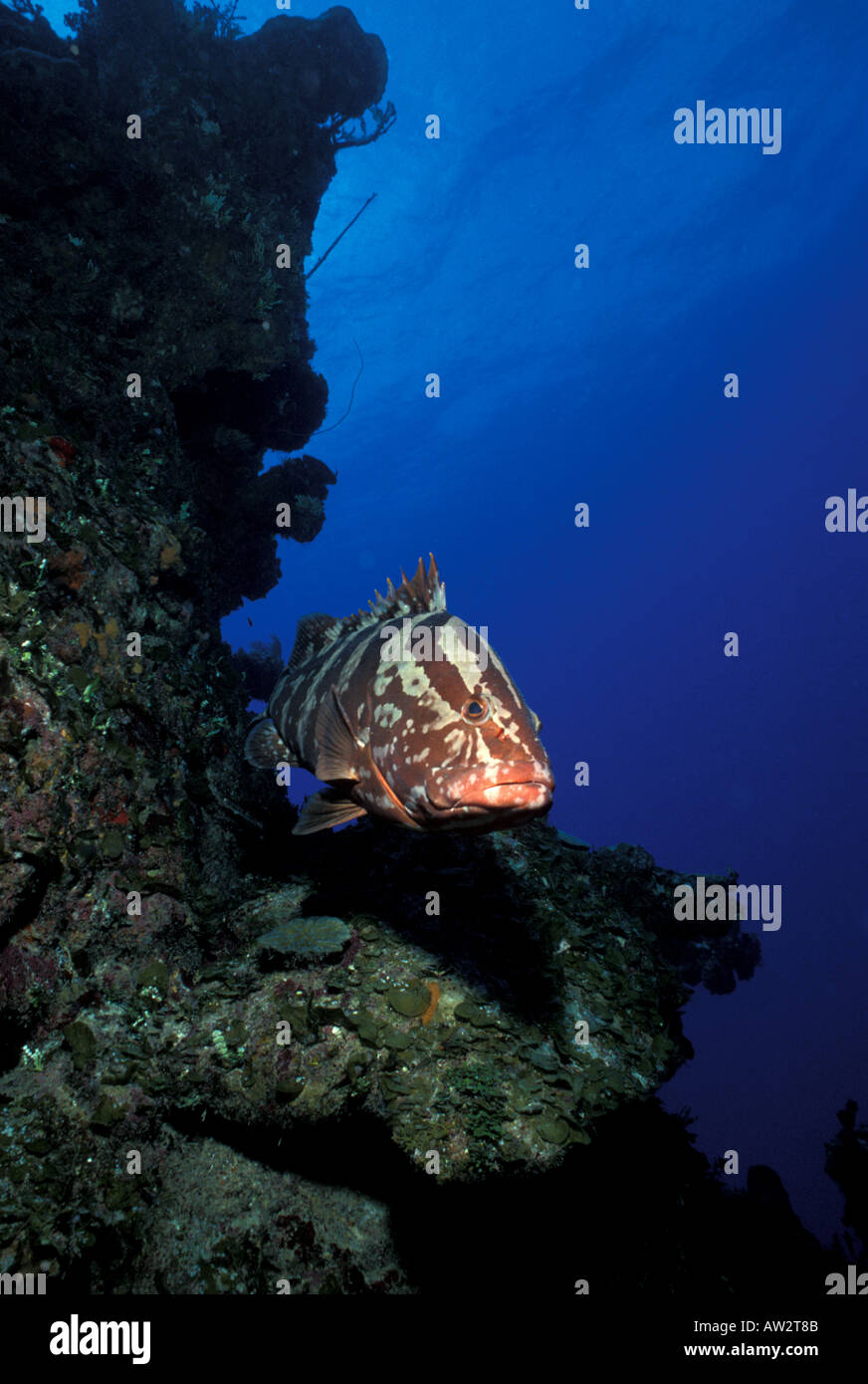 Underwater nassau grouper portrait swimming toward camera from coral