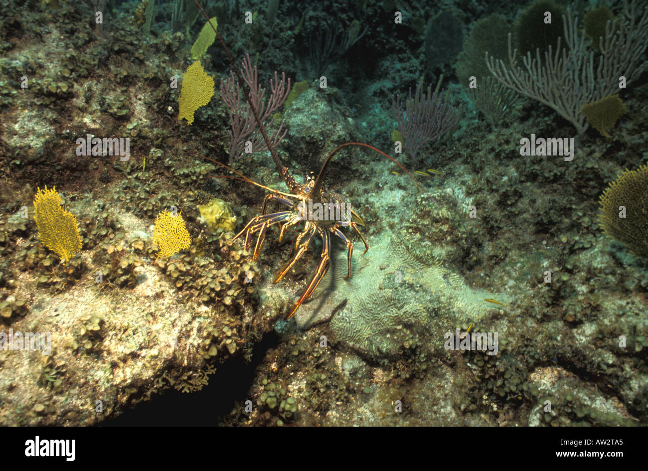 Underwater spiny lobster walks on a coral reef Stock Photo Alamy