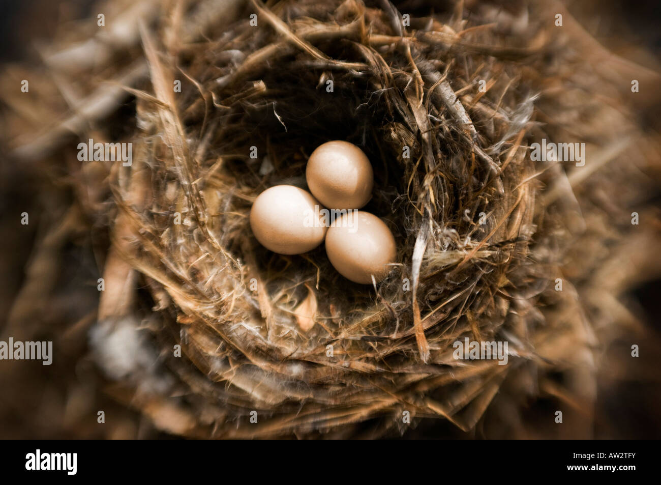 threesmall bird eggs in nest selective focus special effect Stock Photo