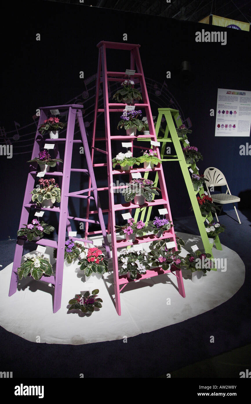 Brightly colored step ladders in pink purple and green with African violets displayed on each step. Philadelphia flower show Stock Photo