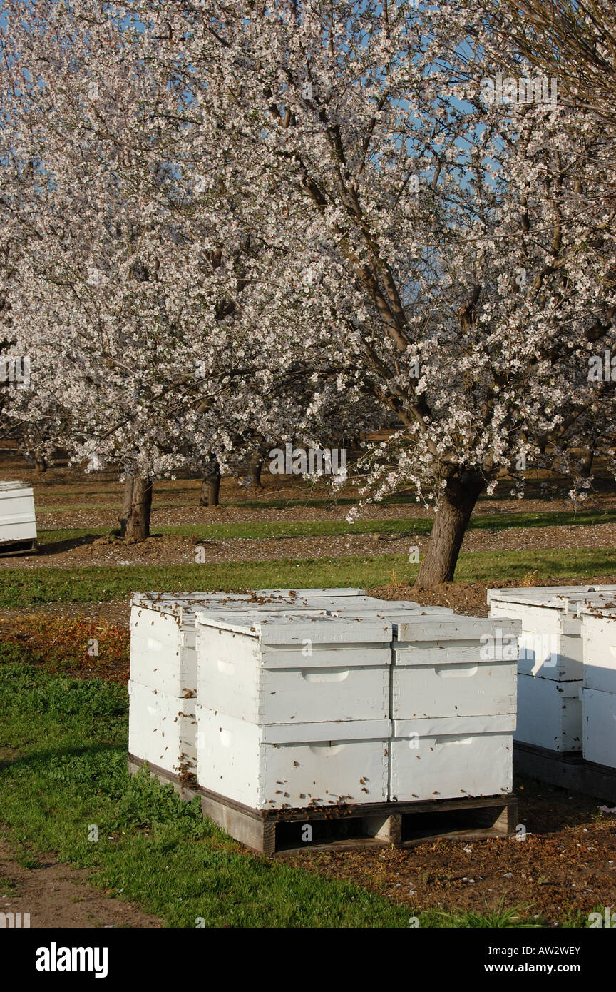 Almond trees in spring bloom, bees and beehives, farm in the central valley of California Stock