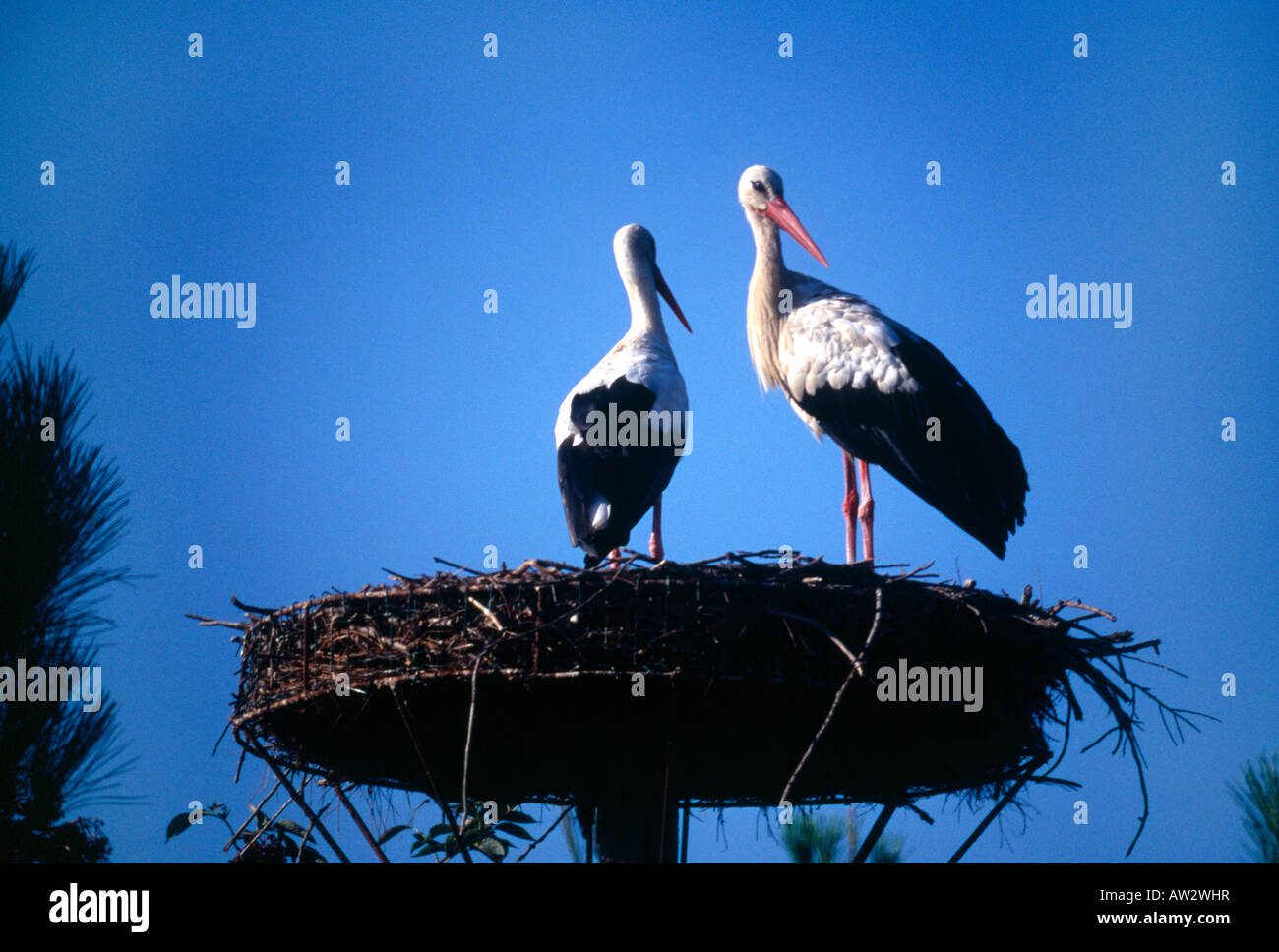 Storks on Nest Le Teich Bird Sanctuary Lyre Delta Near Arcachon France Stock Photo