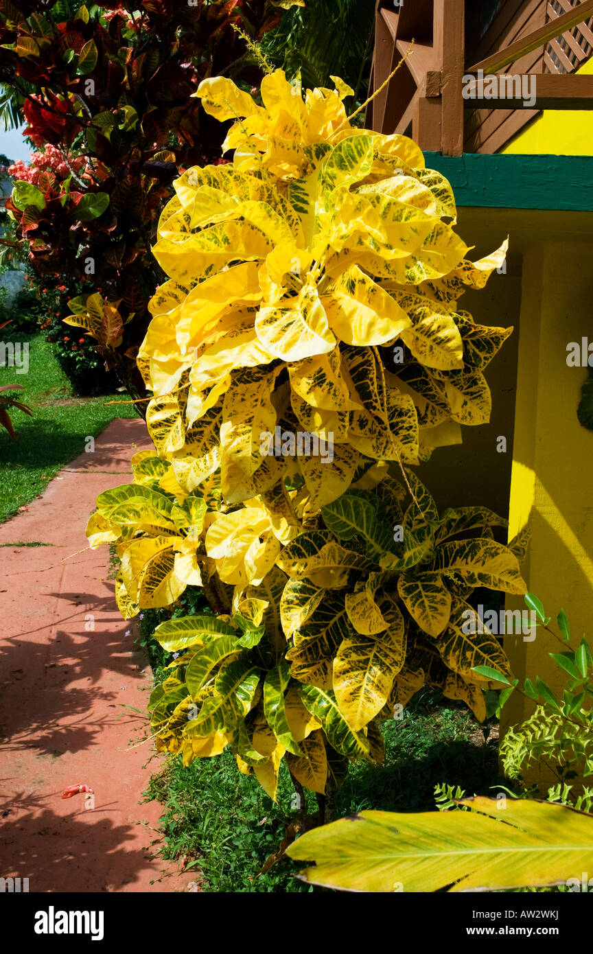 A tall tropical plant whose broad spear shaped pale green leaves are turning into an attractive yellow leaf with green ribs Stock Photo