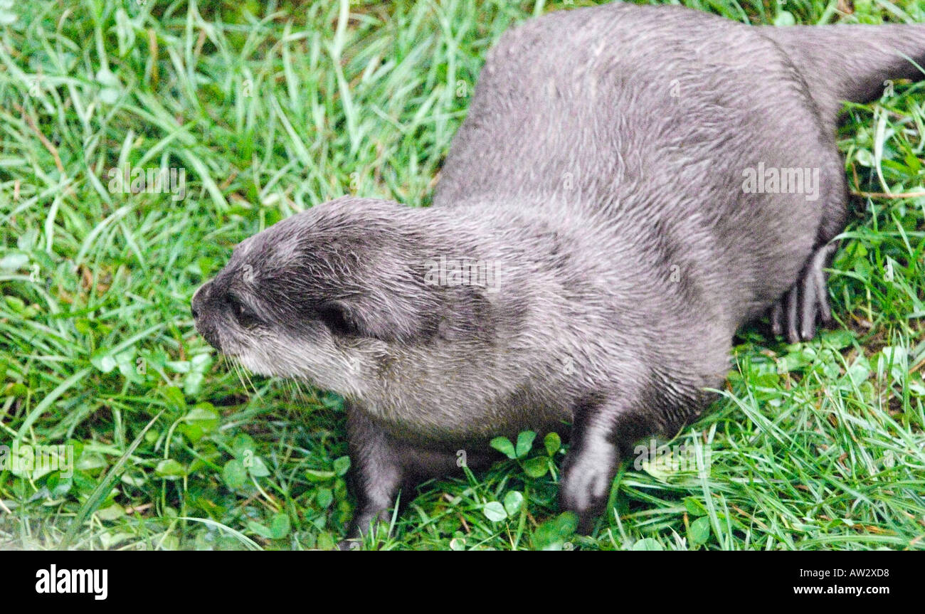 The Buckfast Butterfly Farm & Otter Sanctuary Buckfastleigh, Devon west