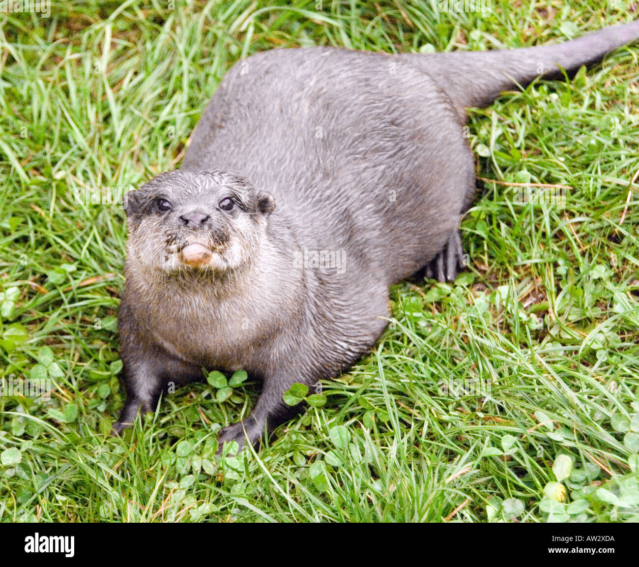 The Buckfast Butterfly Farm & Otter Sanctuary Buckfastleigh, Devon west
