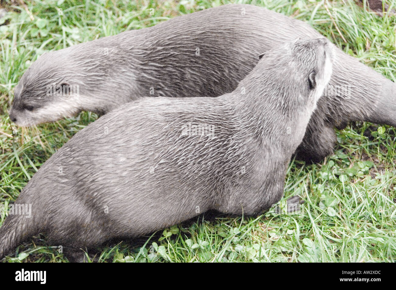 The Buckfast Butterfly Farm & Otter Sanctuary Buckfastleigh, Devon west