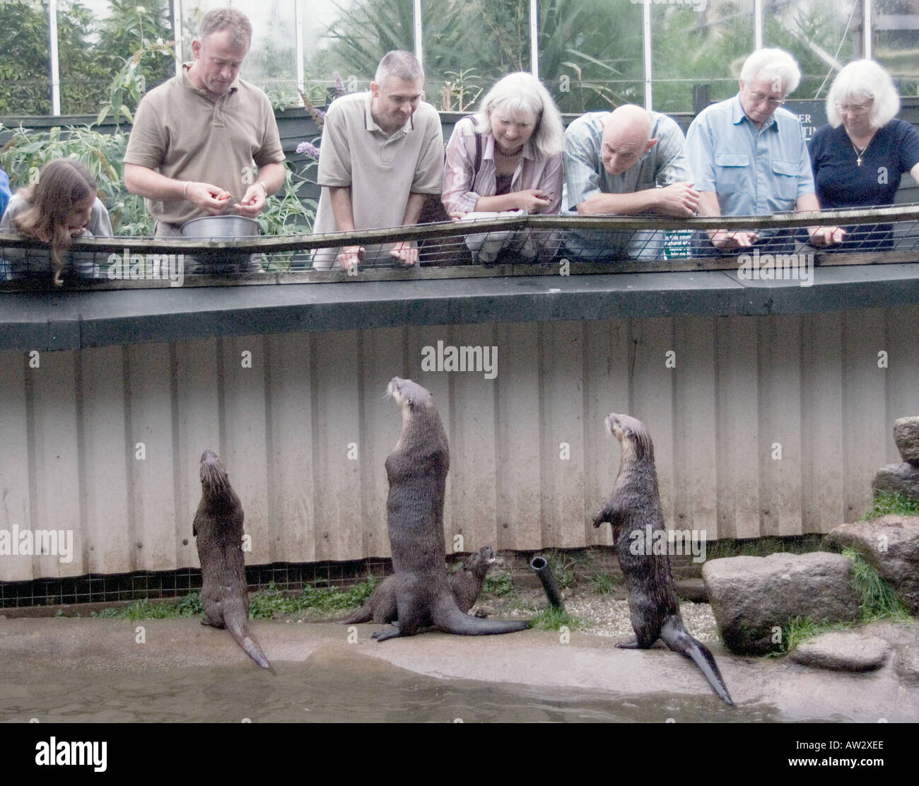 The Buckfast Butterfly Farm & Otter Sanctuary Buckfastleigh, Devon west