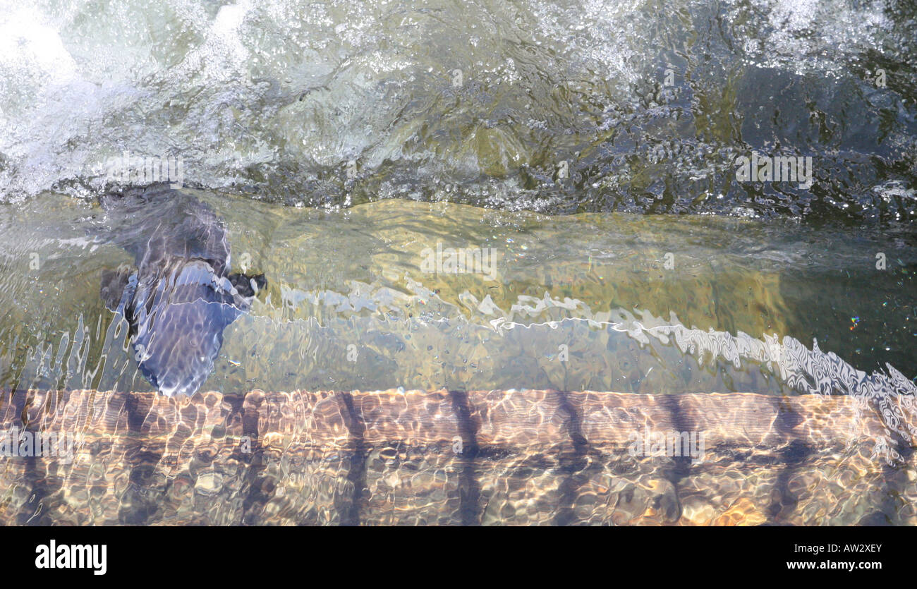 Salmon migrating up a fish ladder in northern California Stock Photo