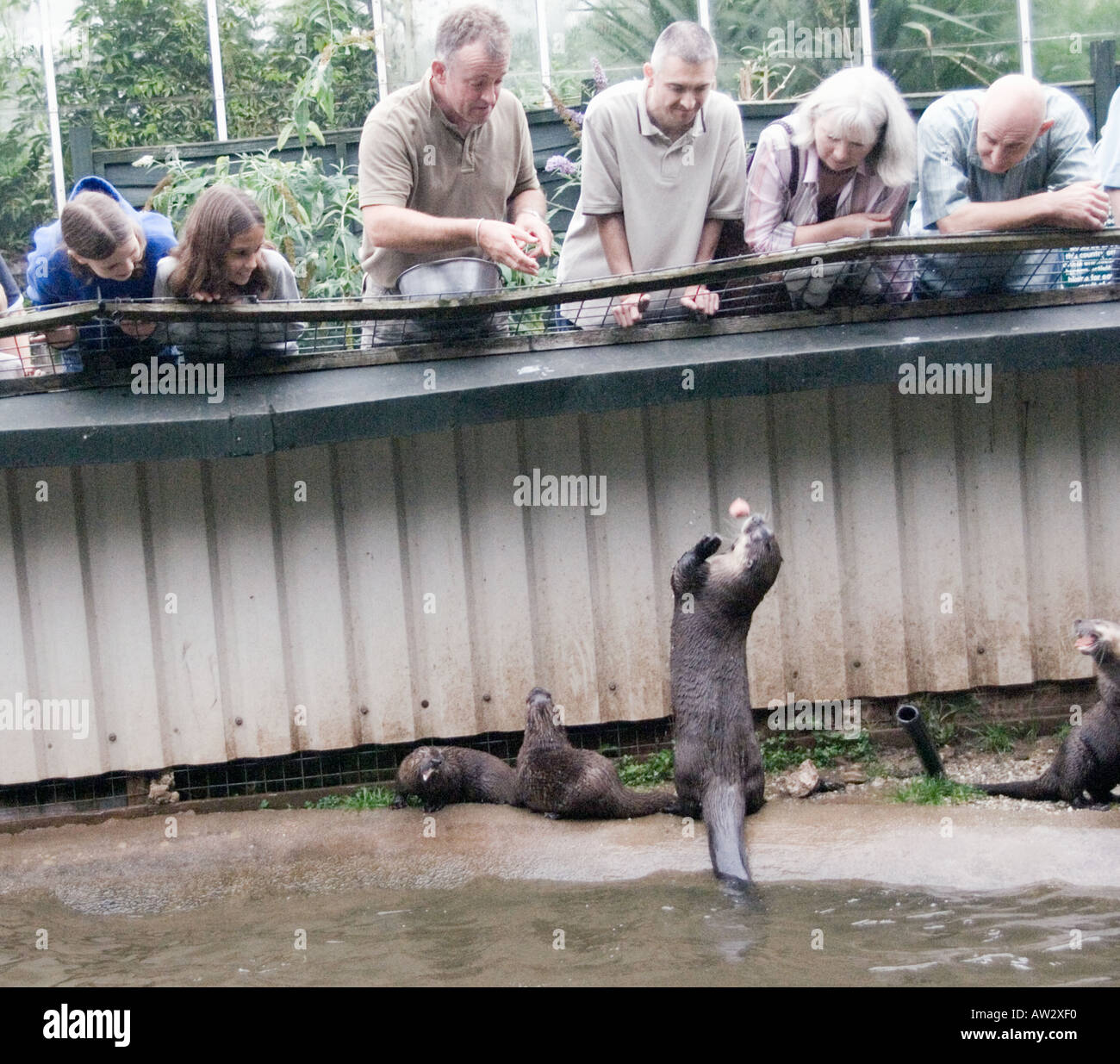 The Buckfast Butterfly Farm & Otter Sanctuary Buckfastleigh, Devon west