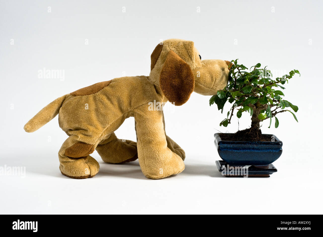brown stuffed toy dog sniffing a small Bonzi tree in a blue pot with tray Stock Photo