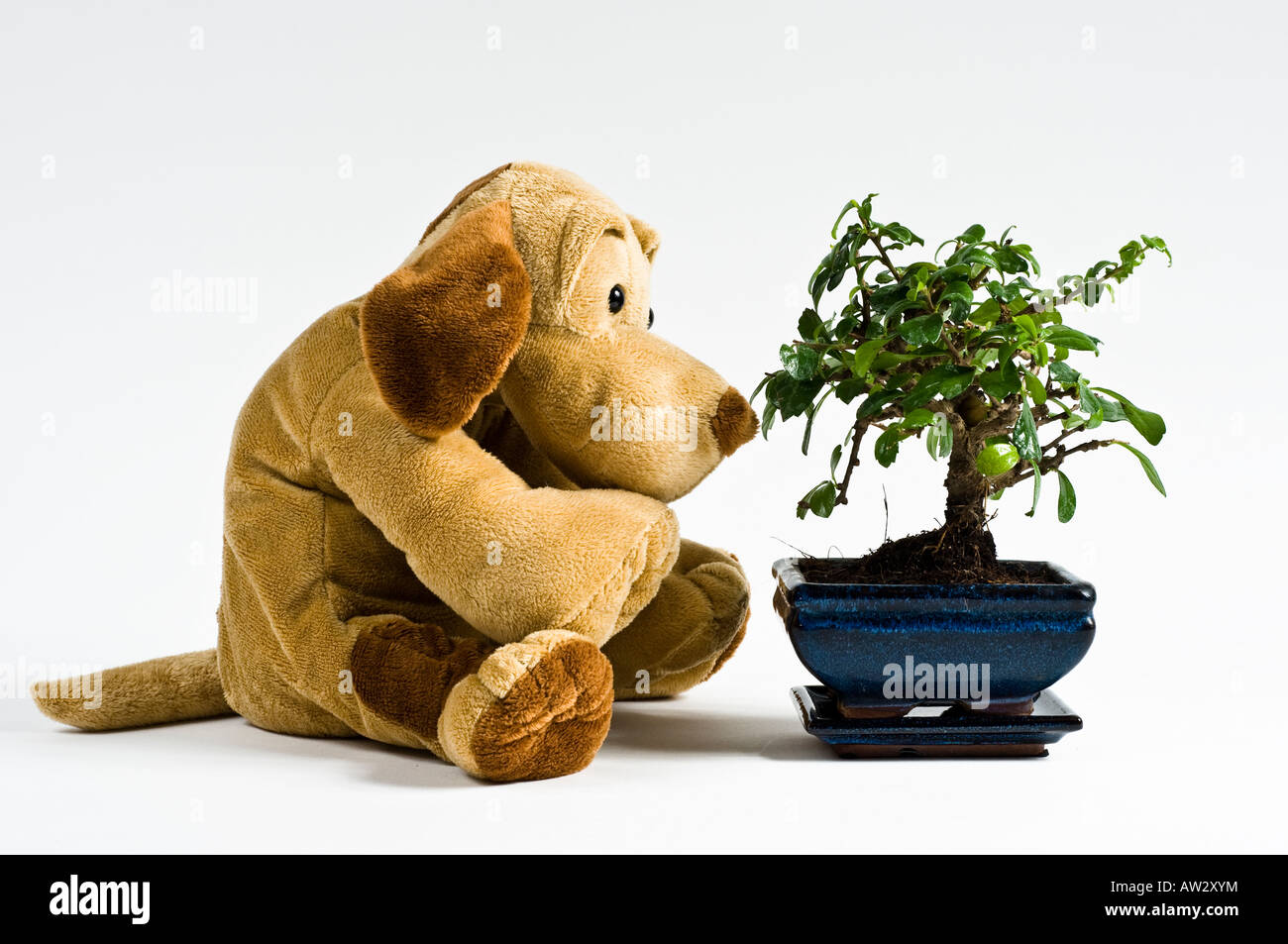 brown stuffed toy dog sitting and watching a small Bonzi tree in a blue pot with tray Stock Photo