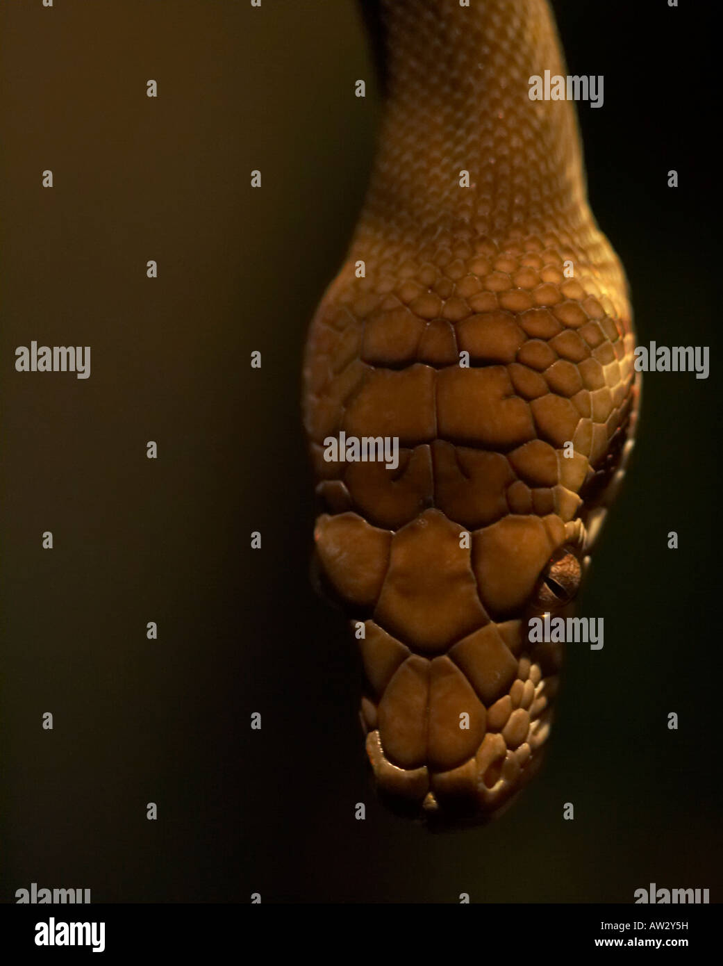 snake Stock Photo