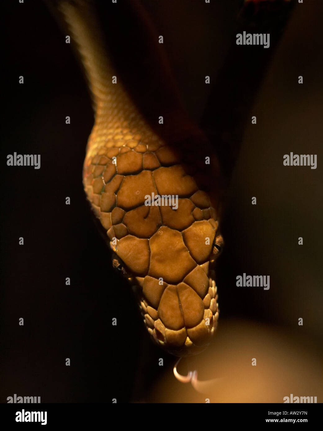 Snake coil tree hi-res stock photography and images - Alamy