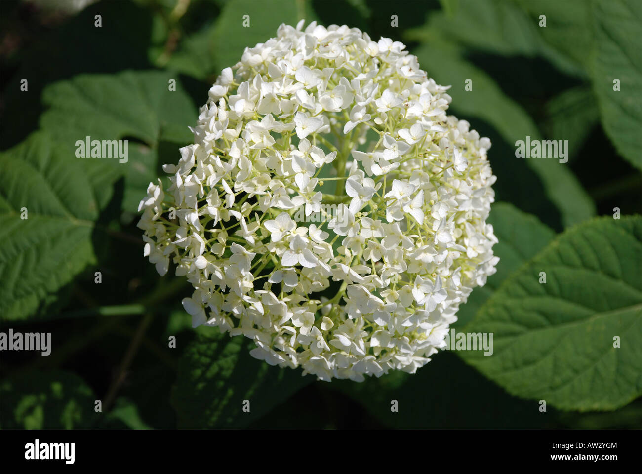 Hydrangea white colour hi-res stock photography and images - Alamy