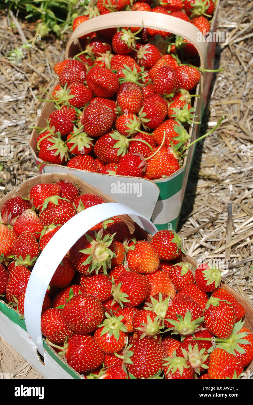 Strawberries in baskets picking season Stock Photo Alamy