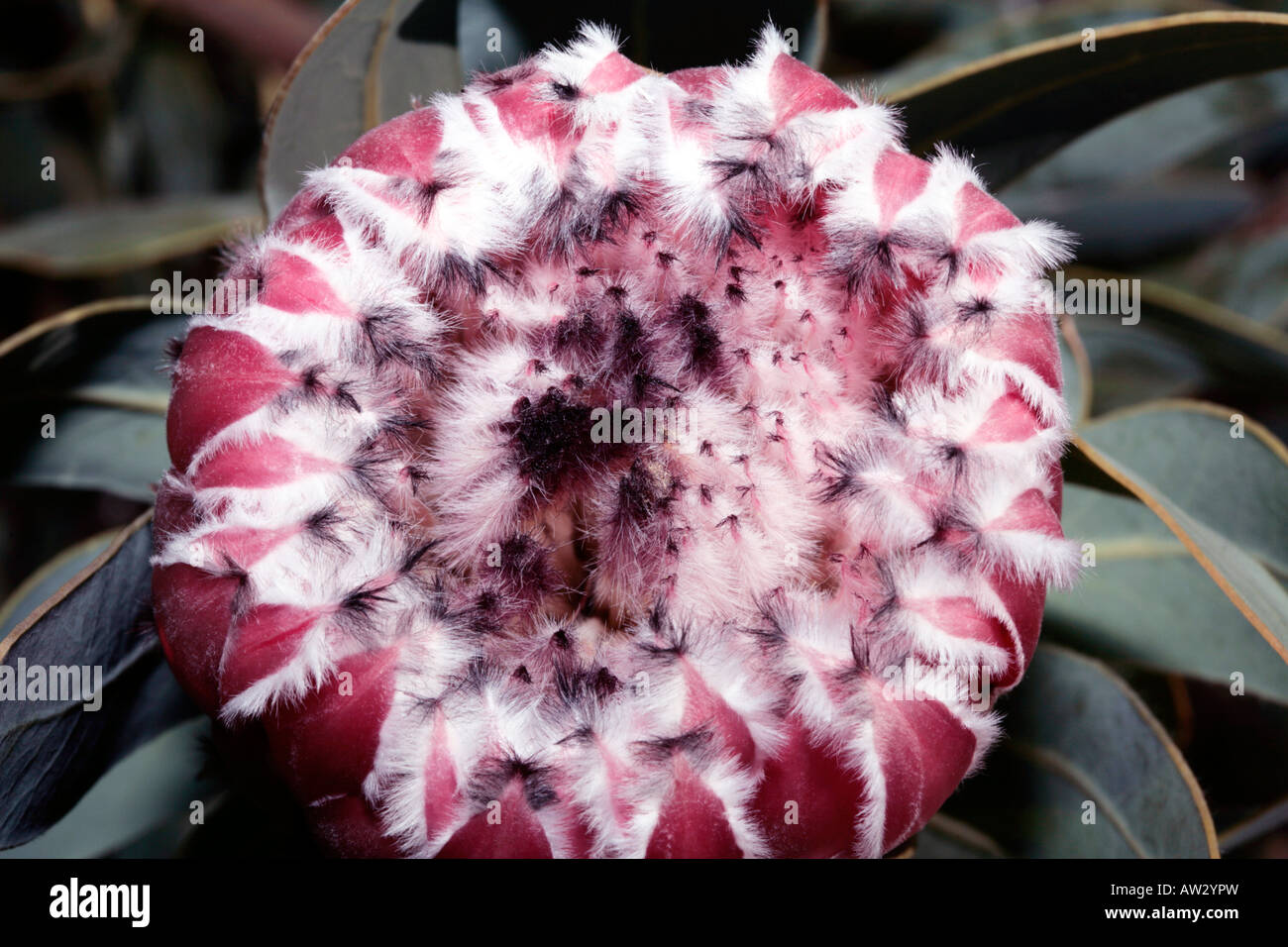 Close-up of Blue Sugarbush flower head - Protea magnifolia x neriifolia-Family Proteaceae Stock Photo