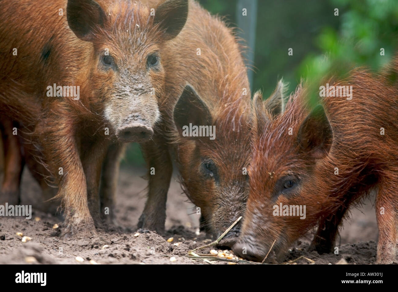 Wild hogs South Texas brush country These introduced pigs cause much damage to agriculture