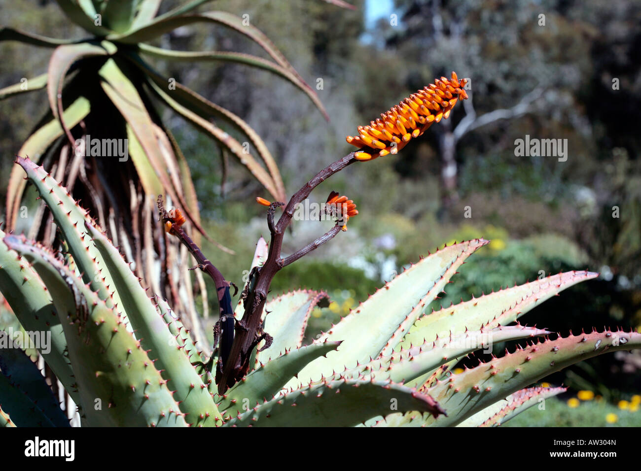 Bitter Aloe-Aloe ferox-Family Liliaceae/Aloaceae Stock Photo