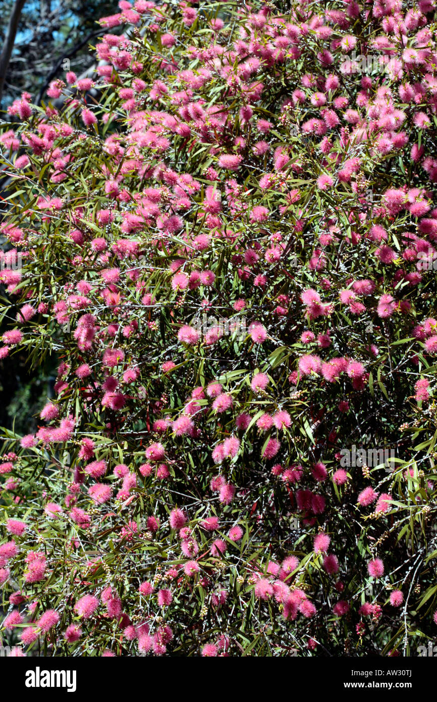 Pink Tips Tree/Willow Bottlebrush Callistemon salignusFamily Myrtaceae Stock Photo Alamy