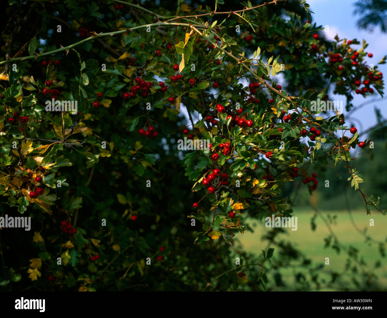 Hawthorn shrub hi-res stock photography and images - Alamy