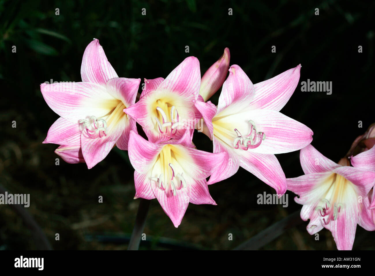 Belladonna Lily-Amaryllis belladonna-Family Amaryllidaceae Stock Photo