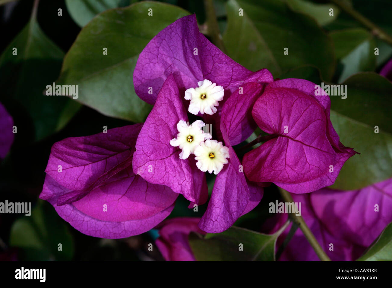 Bougainvillea/Paper Flower-Bougainvillea glabra-Family Nyctaginaceae Stock Photo
