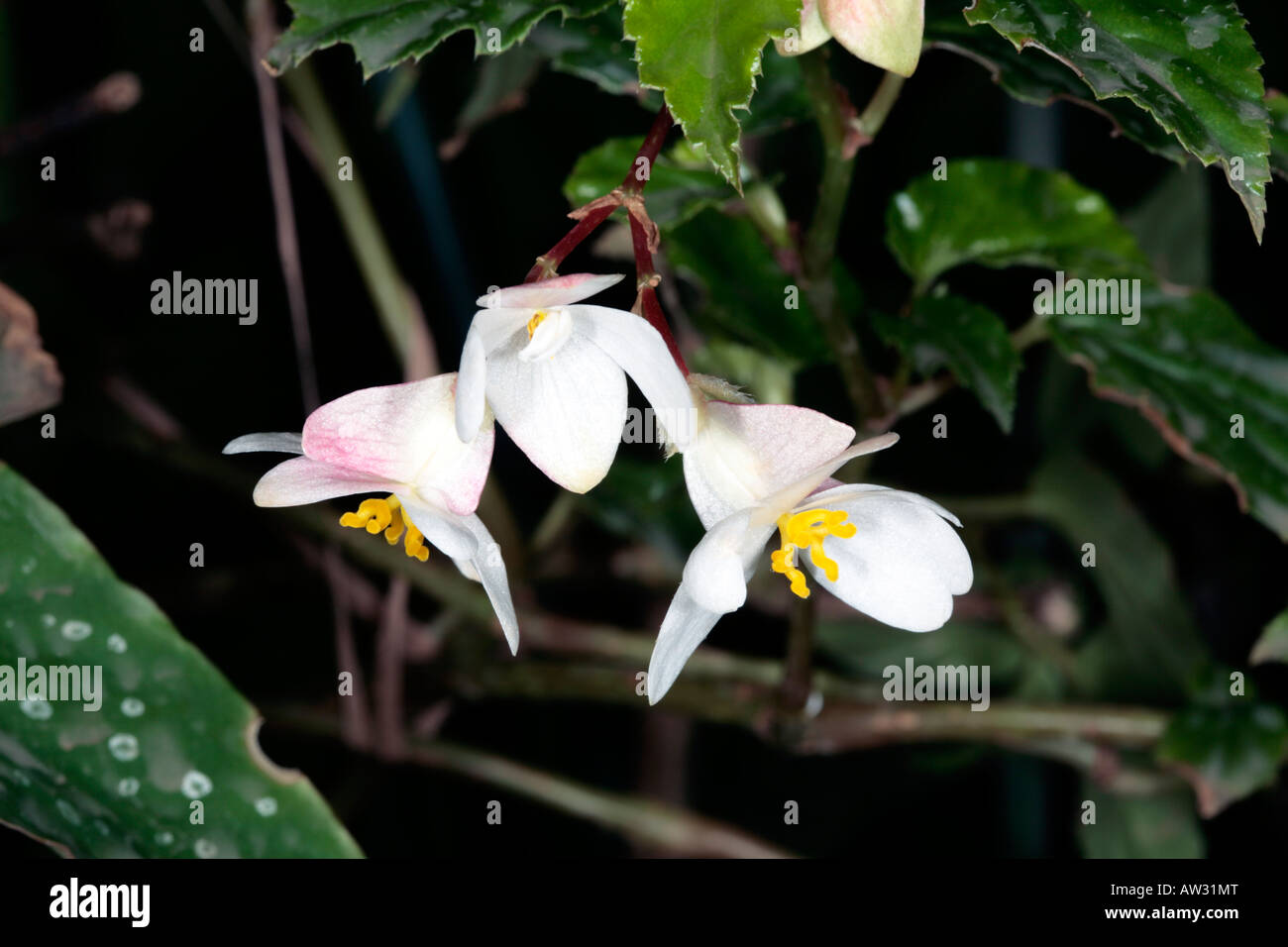 Begonia Hybrid-Family Begoniaceae Stock Photo