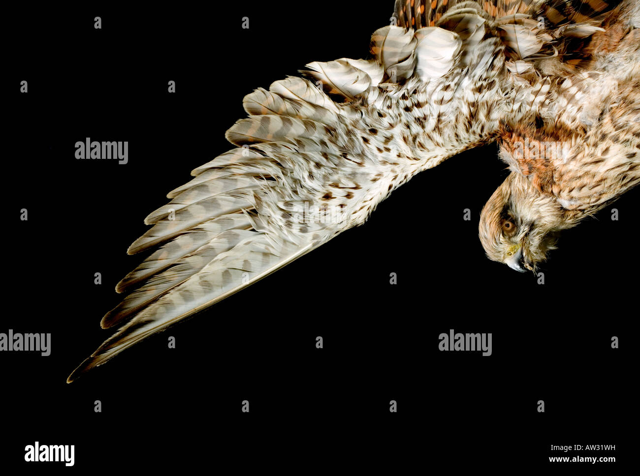 Turmfalke Stock Photo