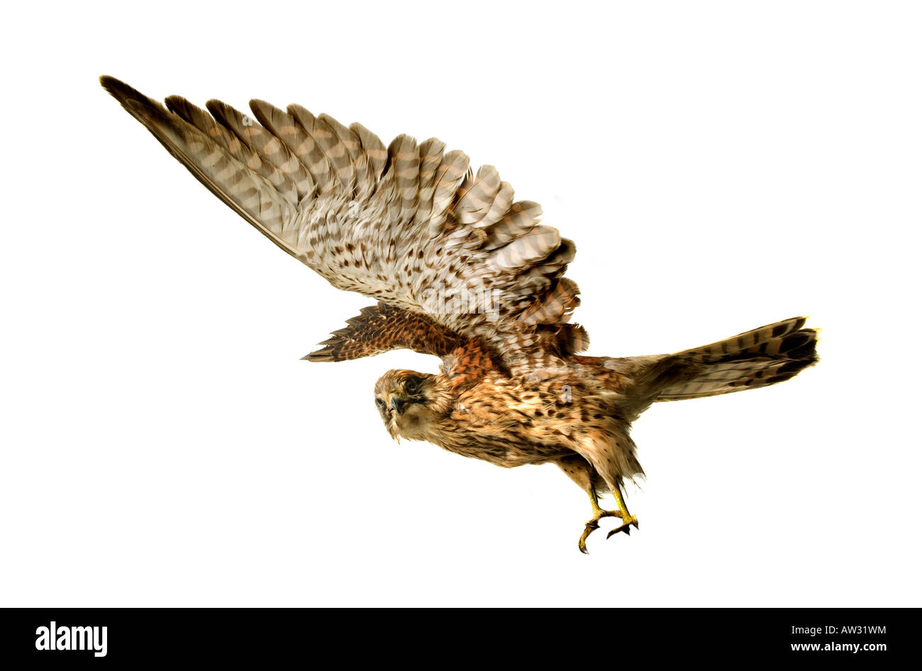 Turmfalke Stock Photo