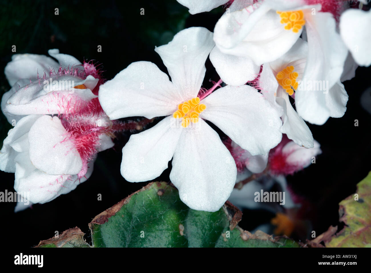 Begonia Hybrid-Family Begoniaceae Stock Photo