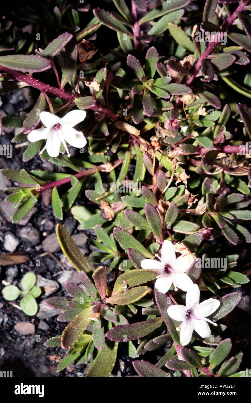 Creeping Boobialla-Myoporum parvifolium-Family Myoporaceae Stock Photo