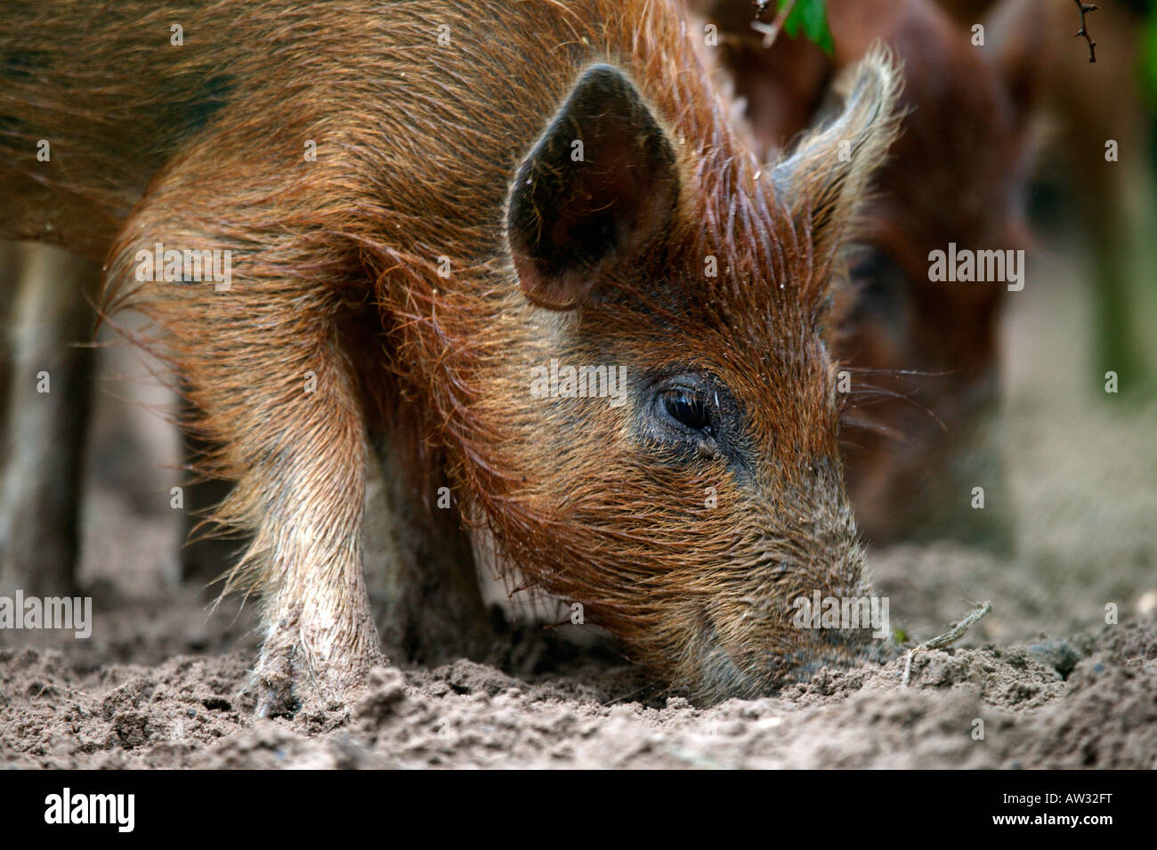 Wild hogs South Texas brush country These introduced pigs cause much damage to agriculture