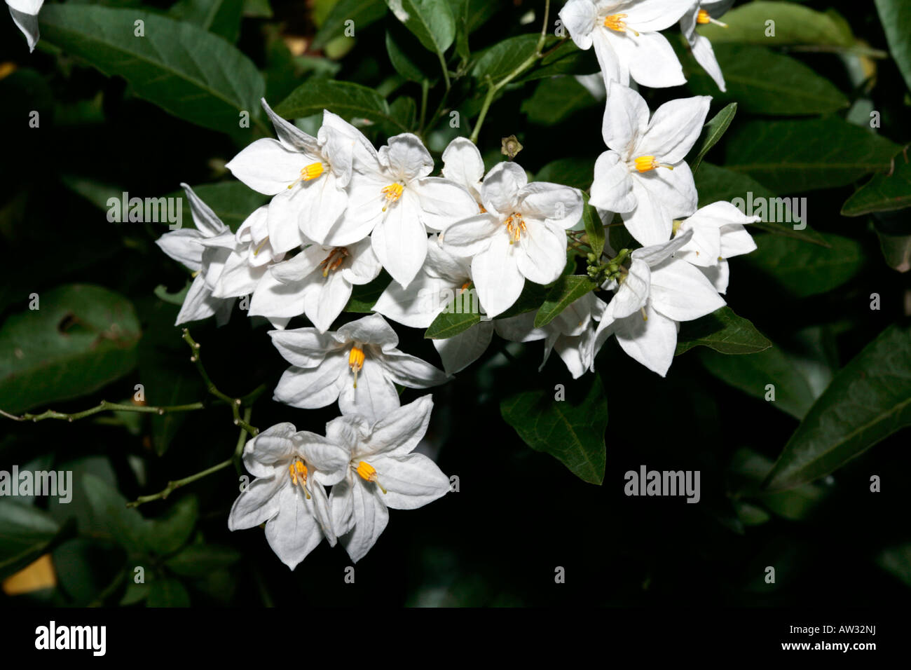 Potato Creeper/Potato Vine/Jasmine Nightshade/Potato Plant- Solanum jasminoides- Family Solanaceae Stock Photo