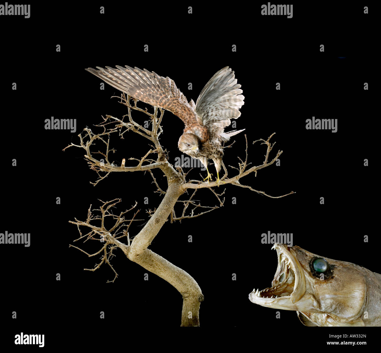 Bonsaibaum mit Falke und Zander, animals stuffed Hawk and Pike Perch Stock Photo