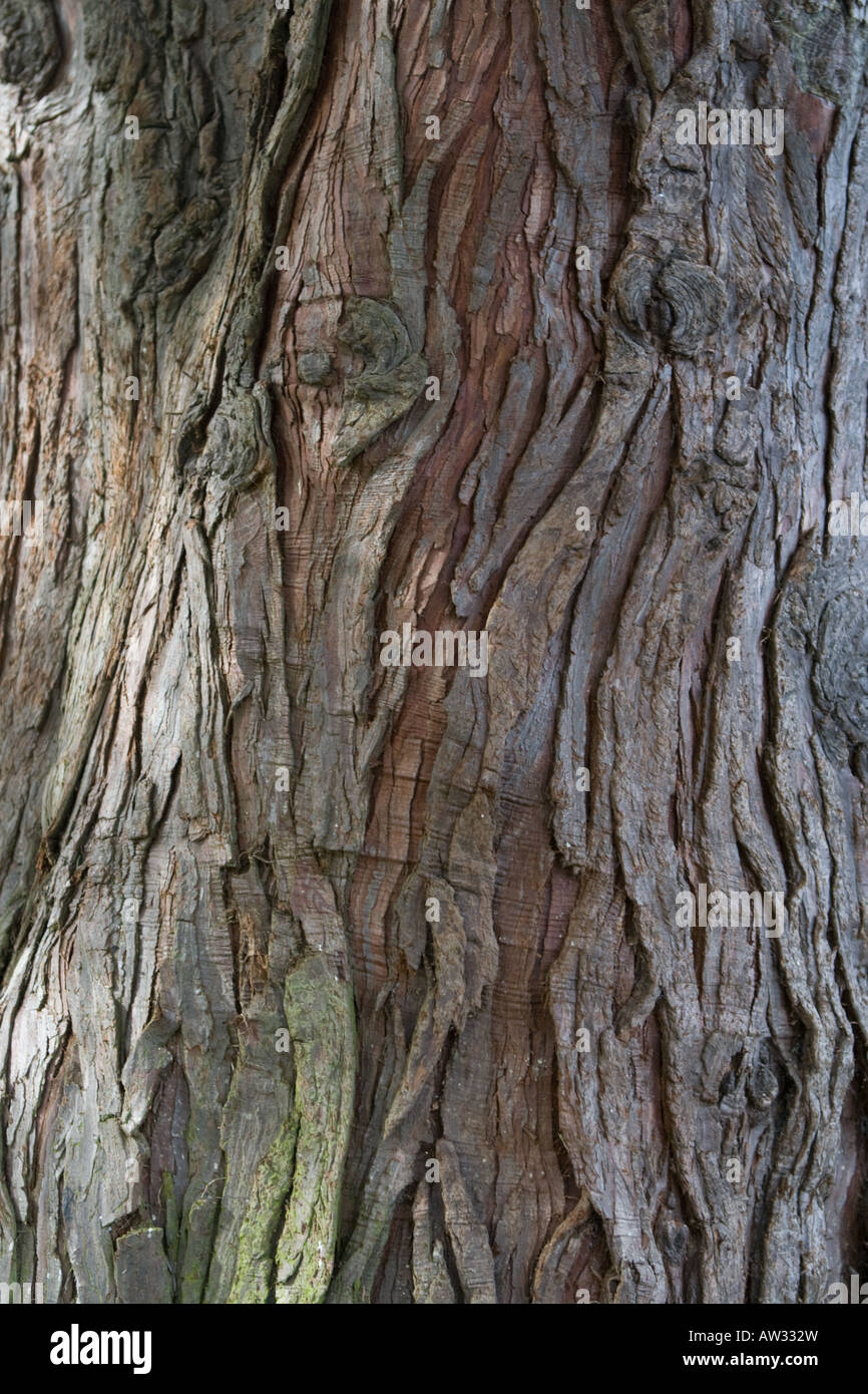 Close up of a pine tree trunk Stock Photo - Alamy