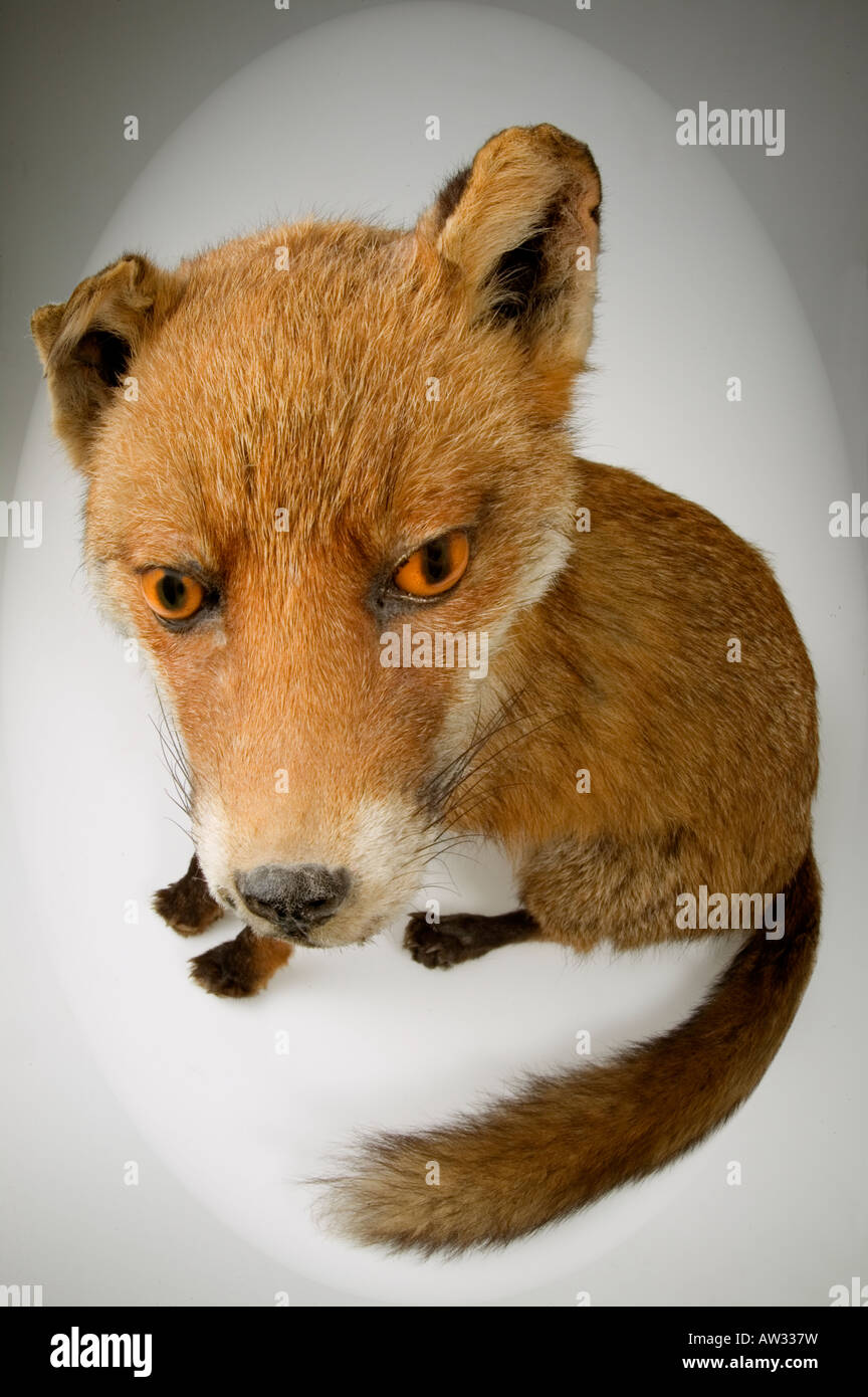 Rotfuchs red fox Stock Photo