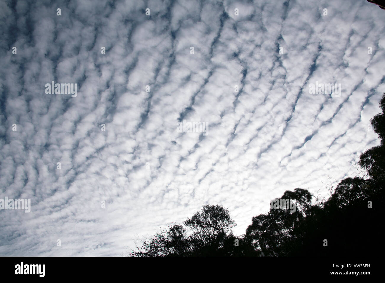 Altocumulus Undulatus Clouds Stock Photo