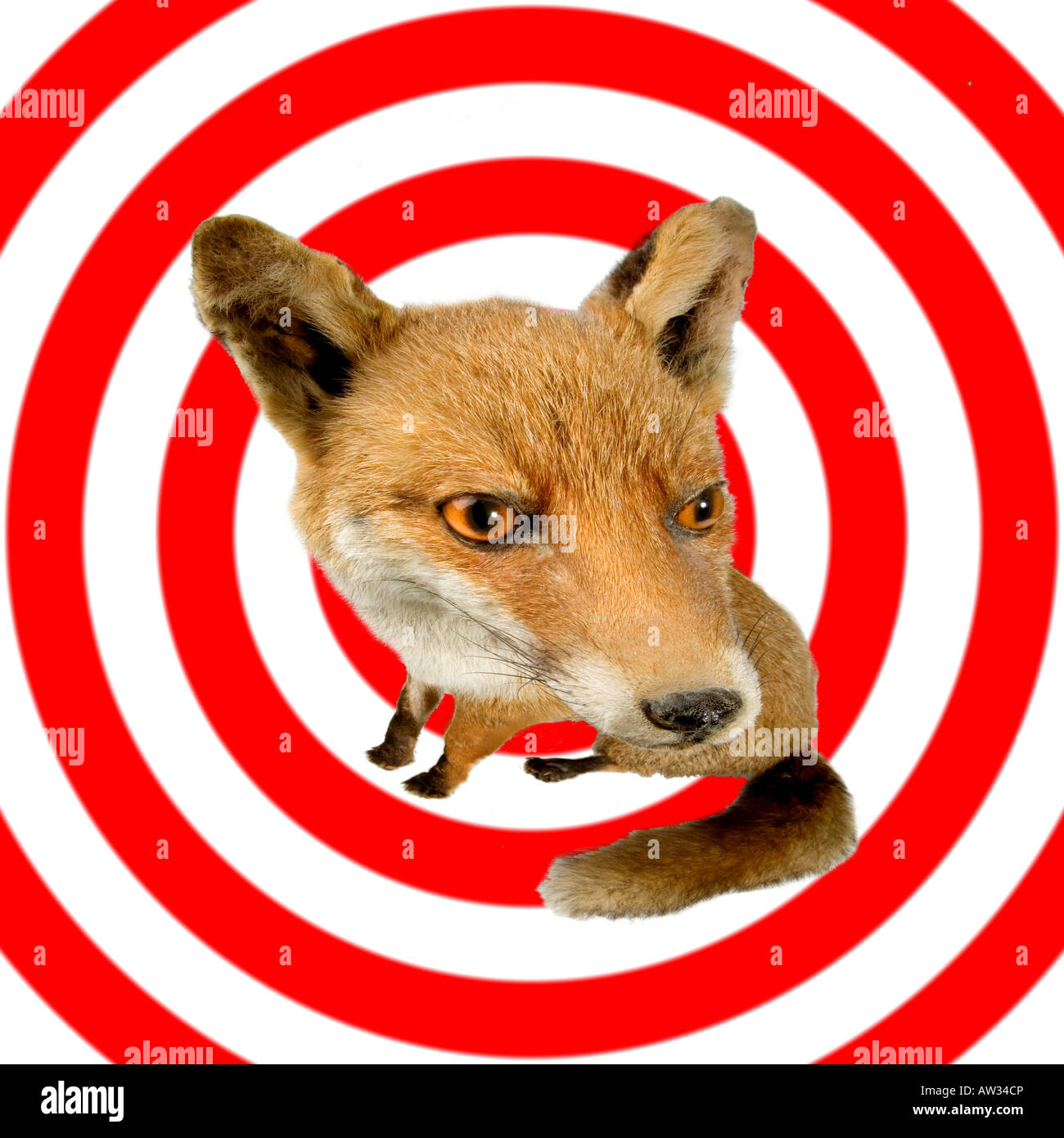 Rotfuchs, red fox in a target Stock Photo