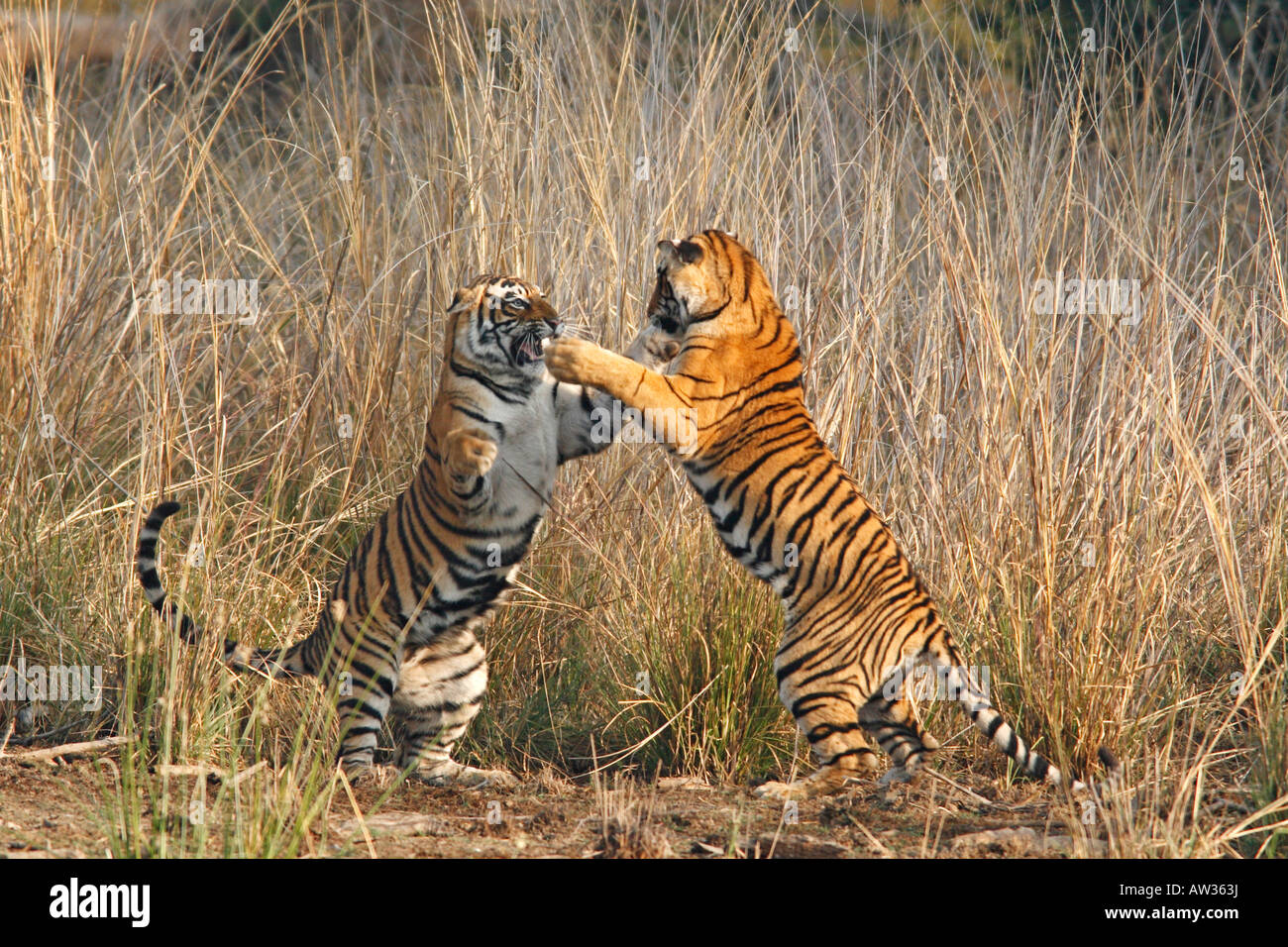 Fighting Royal Bengal Tigers Stock Photo