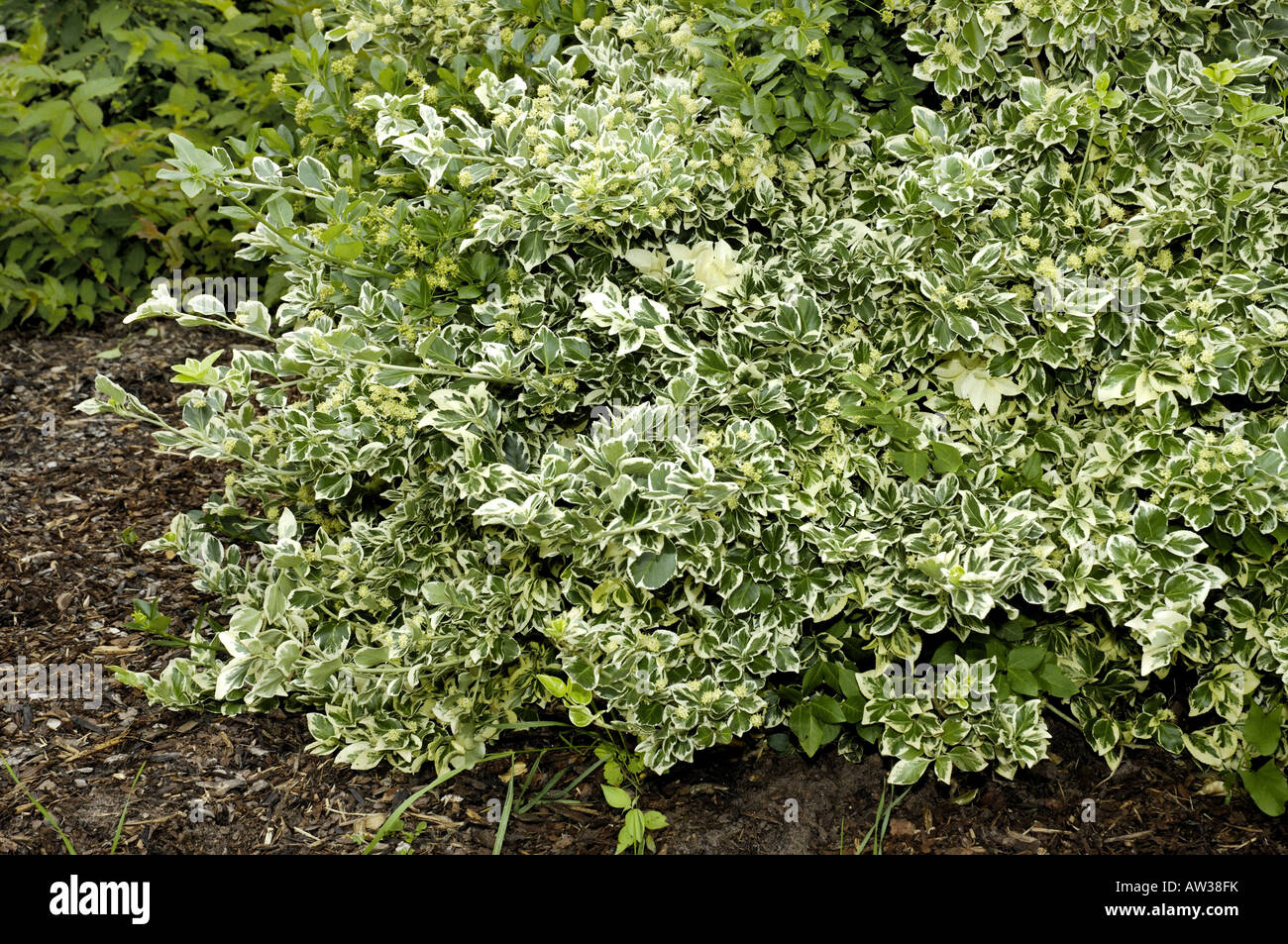 Climbing Euonymus, Wintercreeper Euonymus, Winter-creeper, 52% OFF