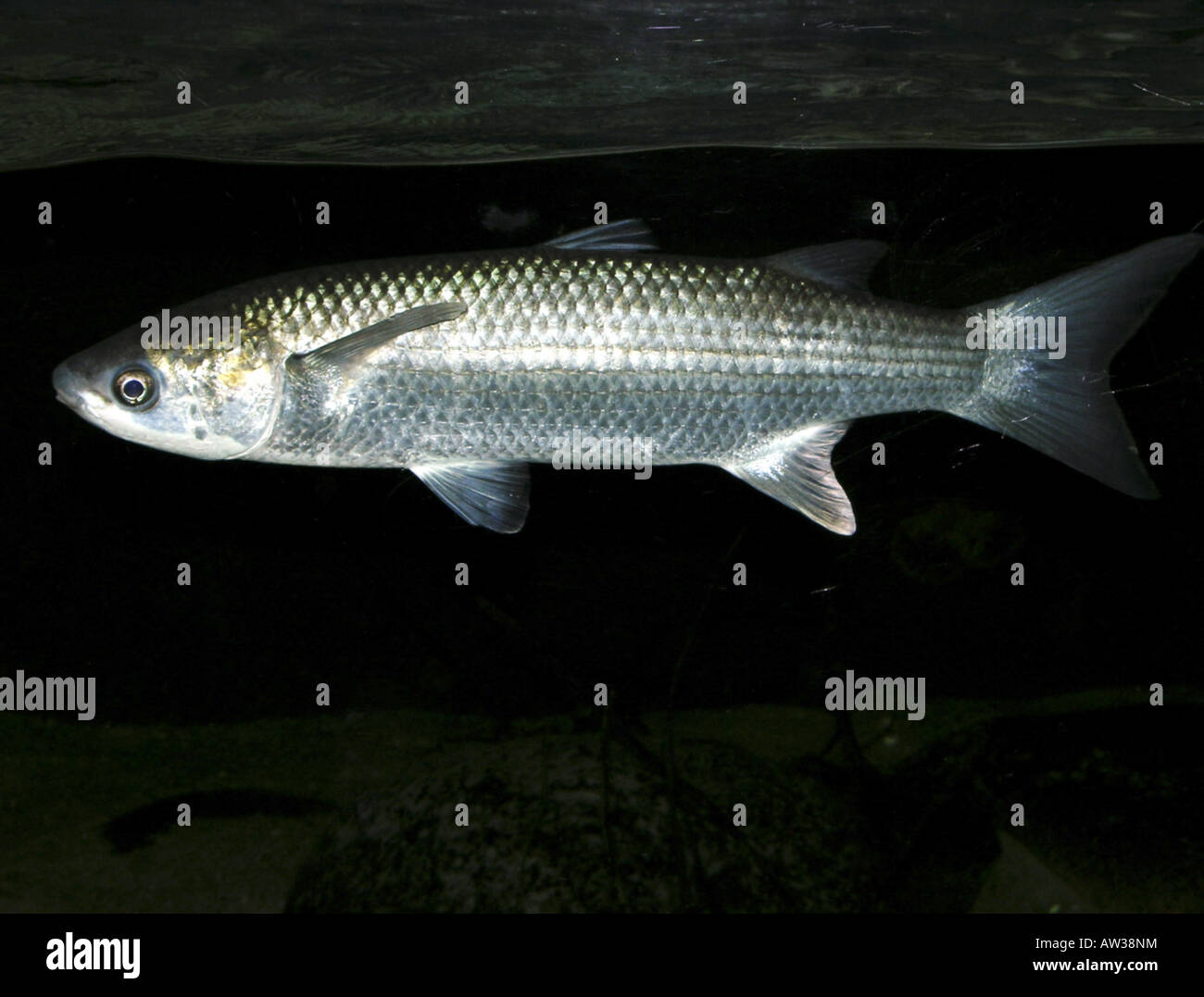 thick-lipped grey mullet, thick-lip grey mullet, thicklip grey mullet (Mugil chelo, Mugil provensalis, Chelon labrosus), latera Stock Photo