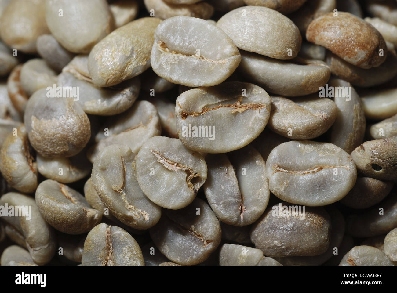 Arabian coffee (Coffea arabica), fresh coffee beans Stock Photo
