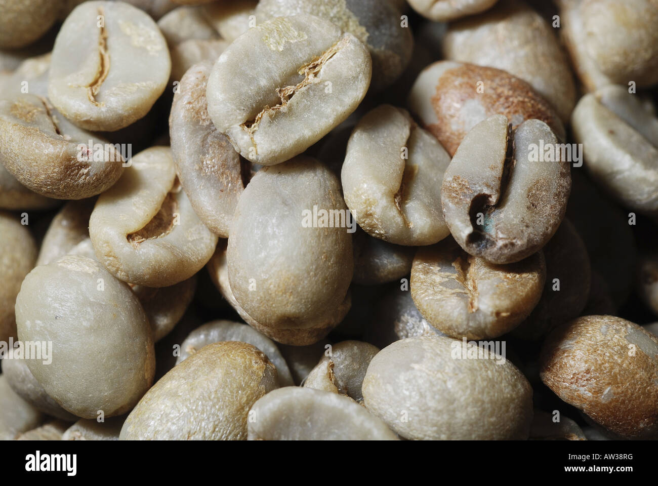 Arabian coffee (Coffea arabica), fresh coffee beans Stock Photo